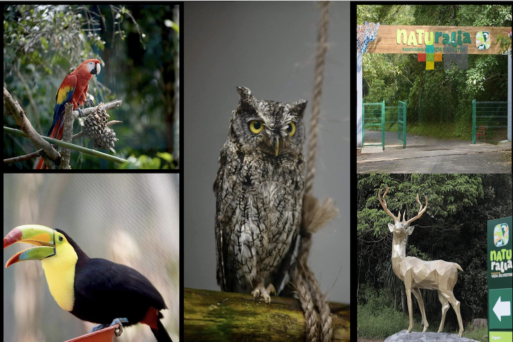 Naturalia, símbolo de conservación y educación ambiental en Veracruz
